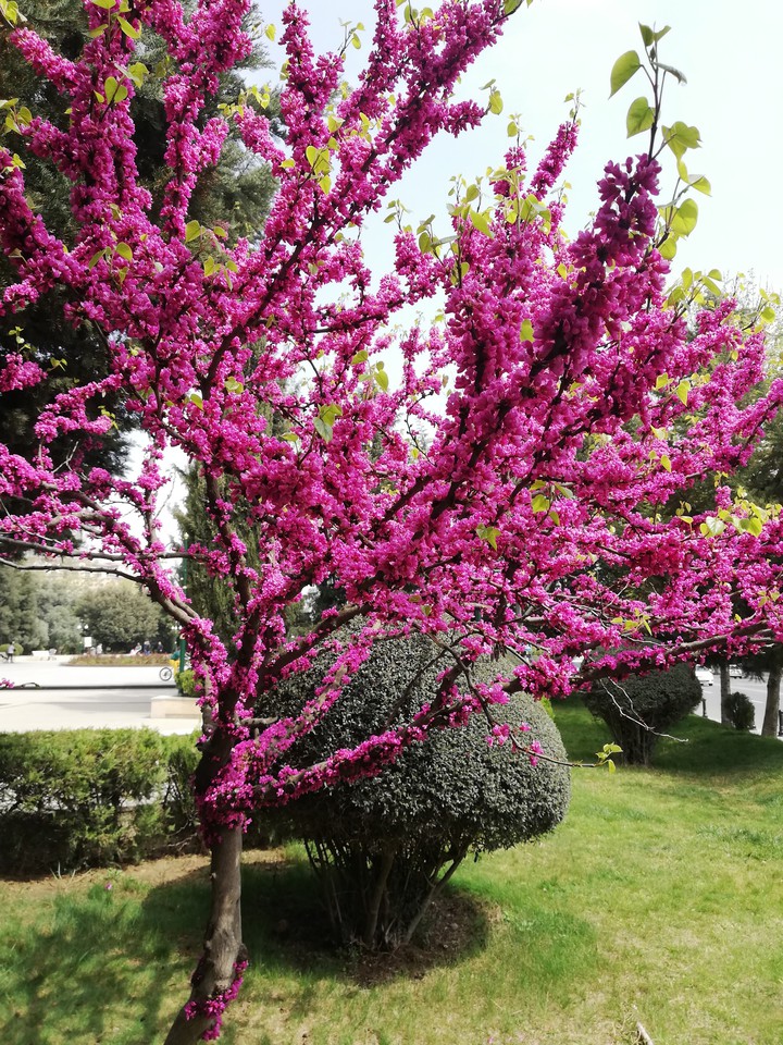 spring