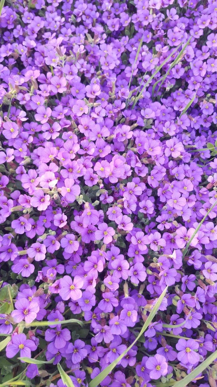 Flowerss