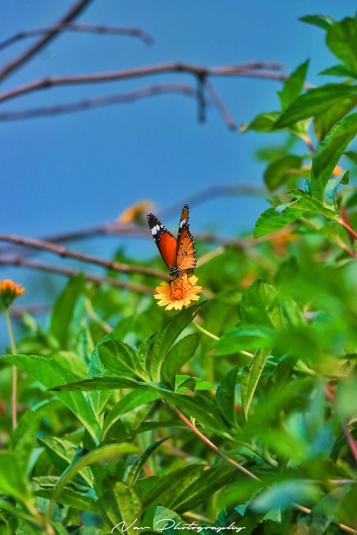 Butterfly