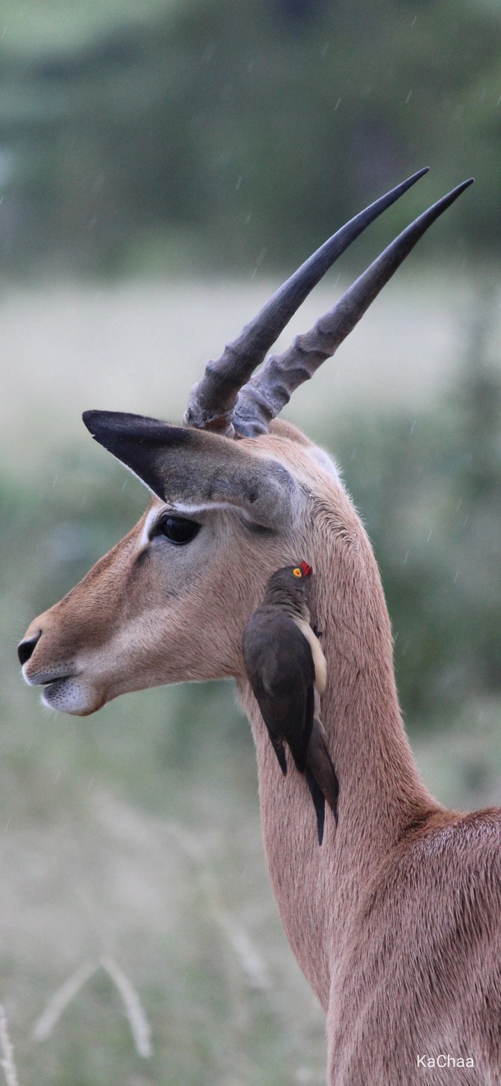 deer