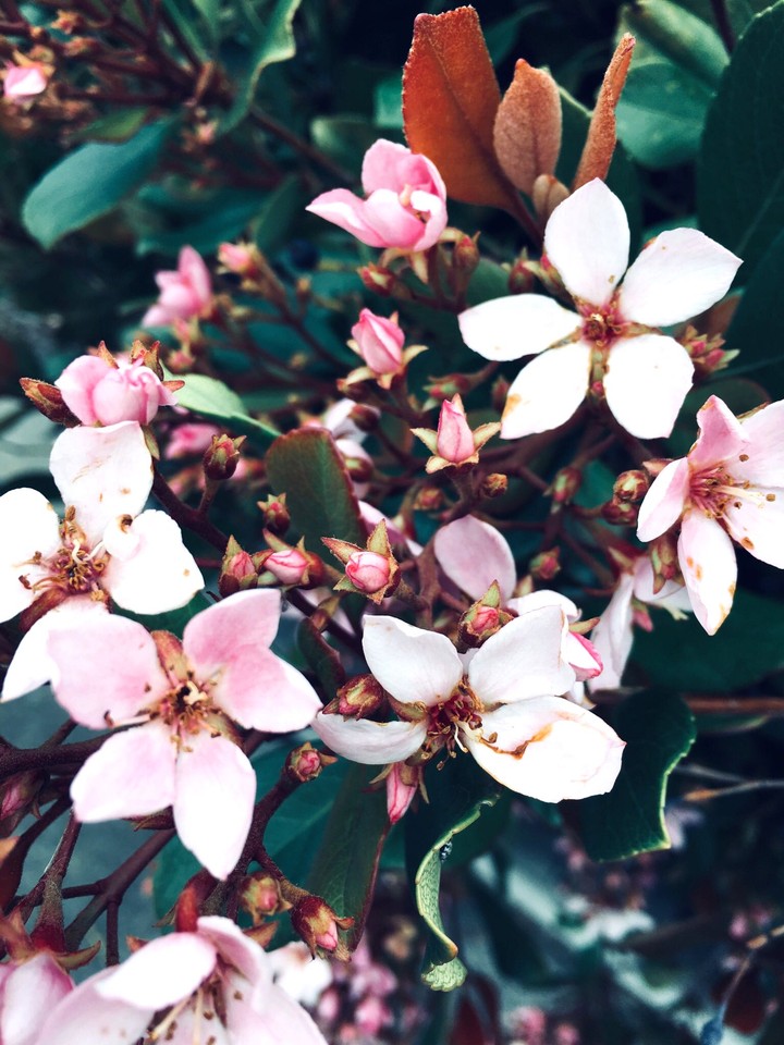 flowers