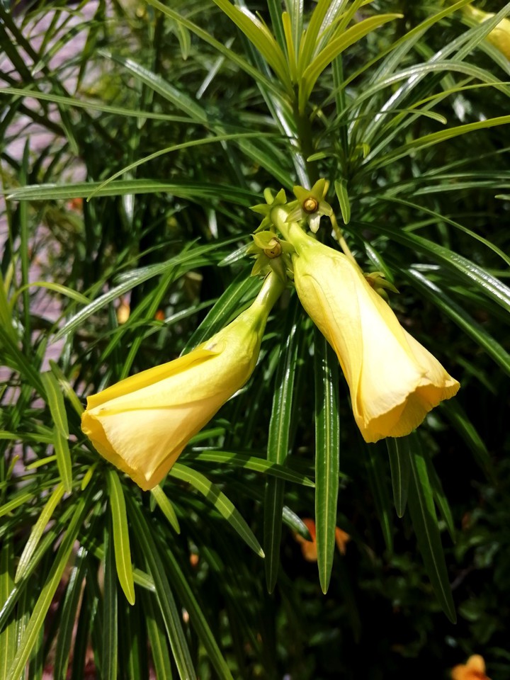 #Nature's Beauty