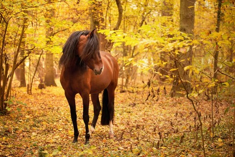 horse1