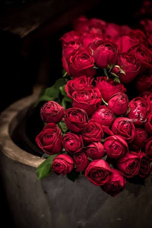 roses