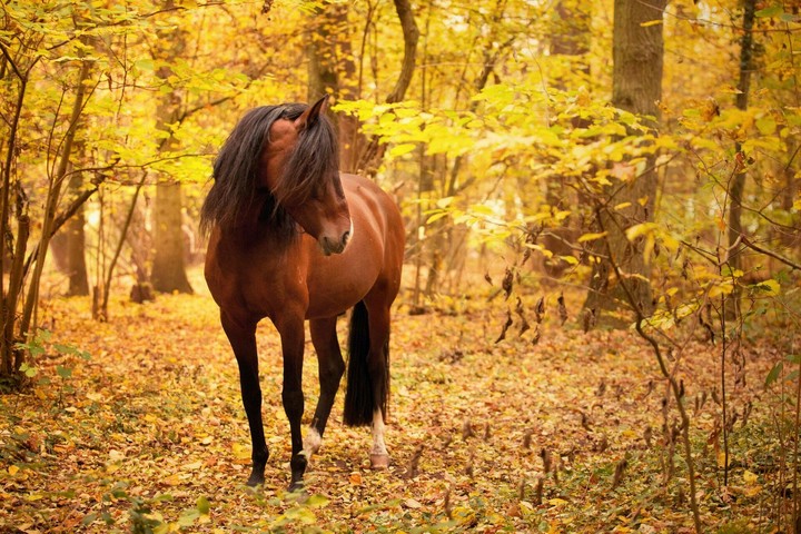 horse1