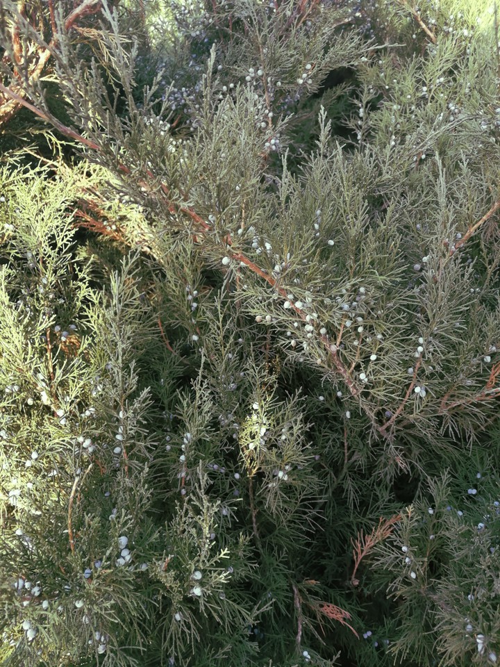 plant