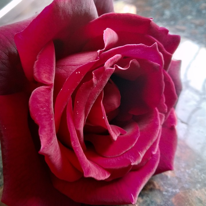 ?red rose ?