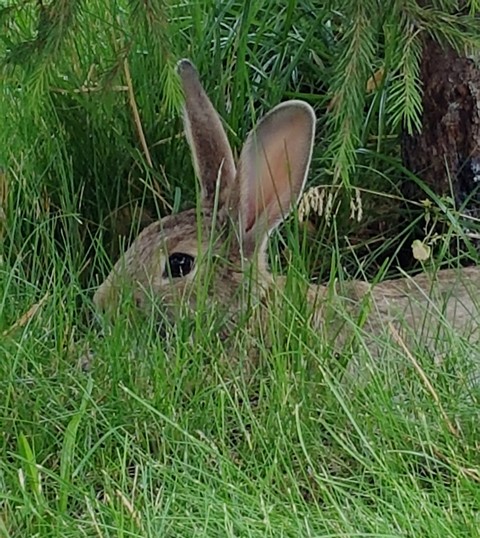 rabbit