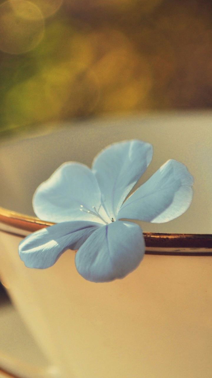 Blue Flower