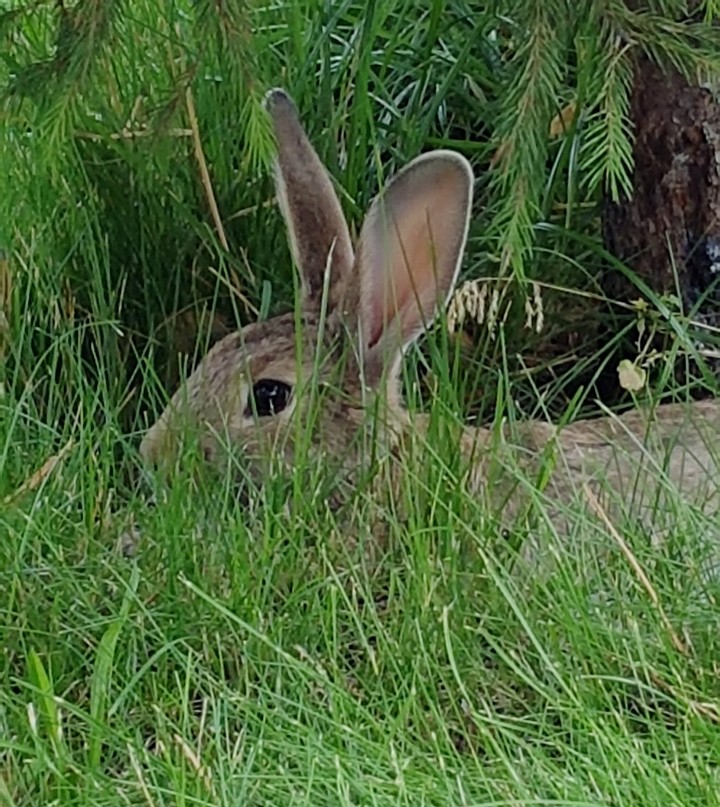 rabbit