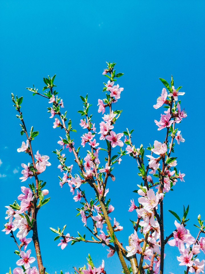 pink spring