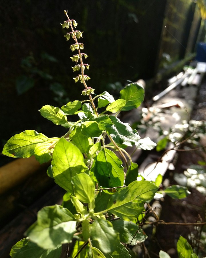 tulsi_mtng