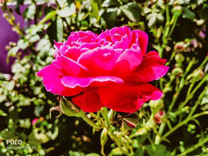 Rose