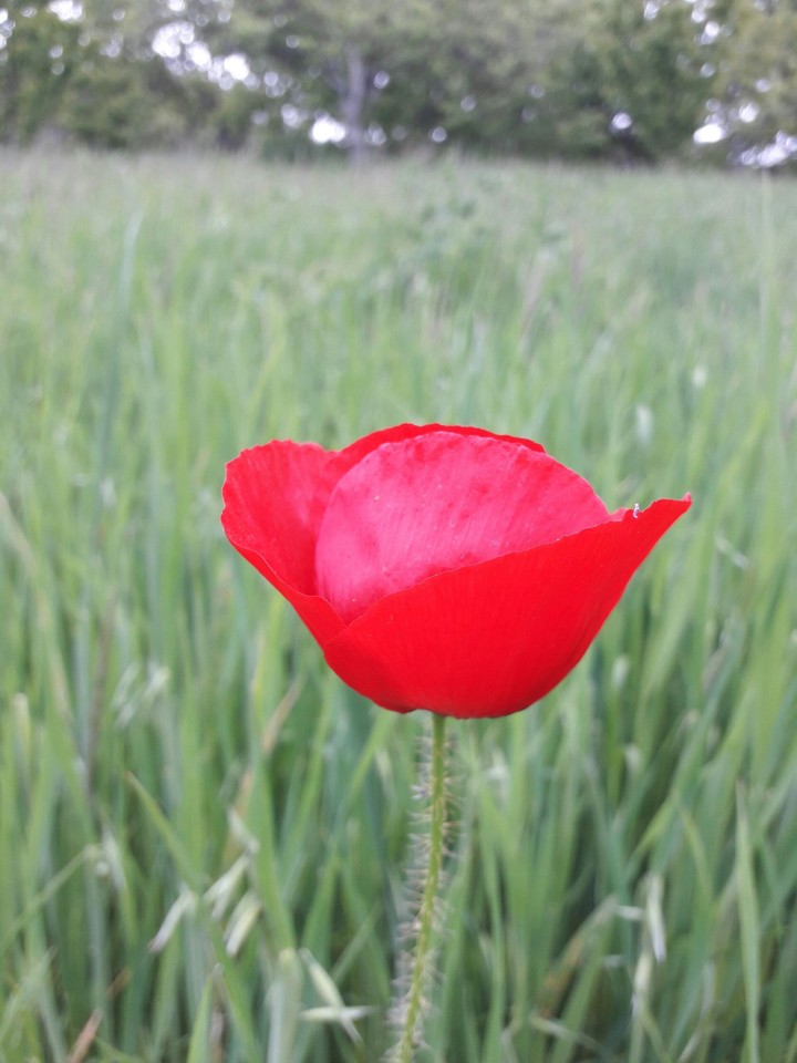red