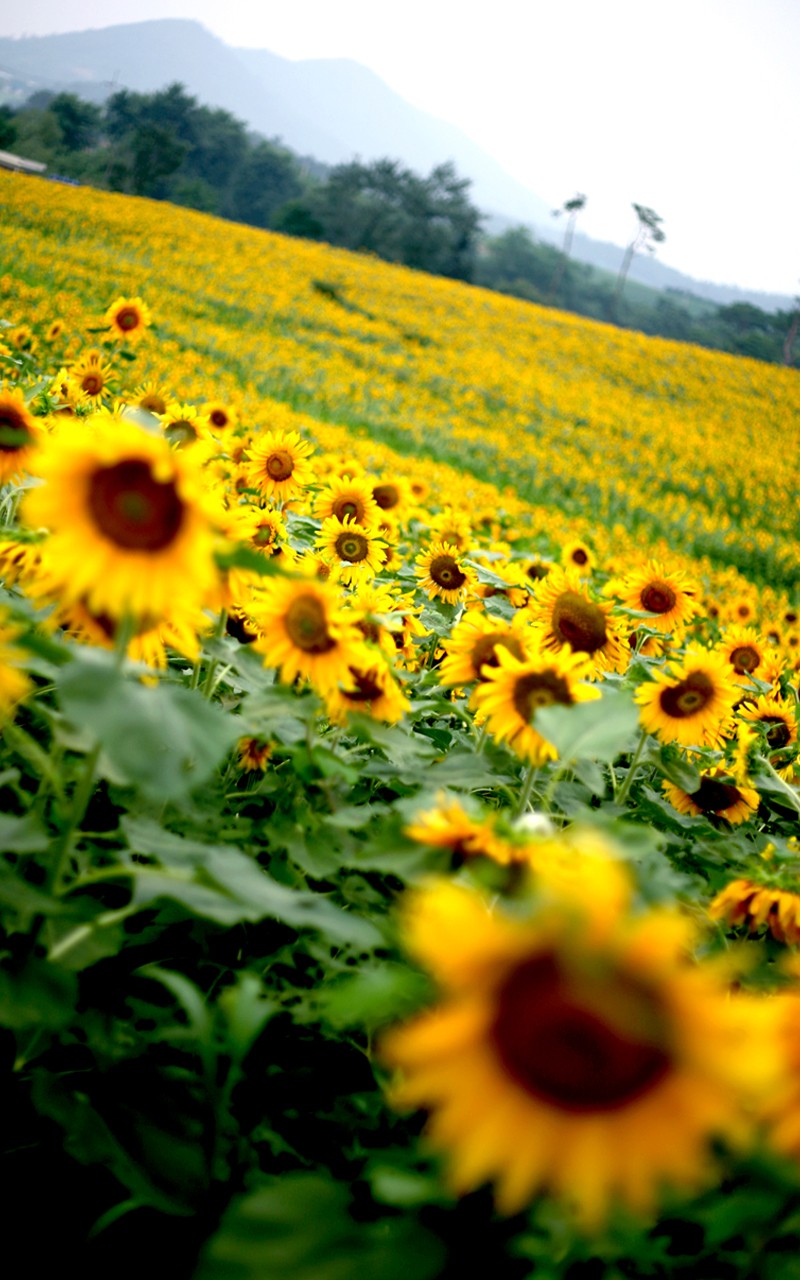 Sunflowers