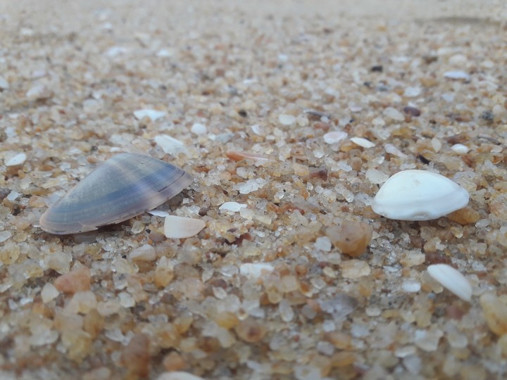 sea shells