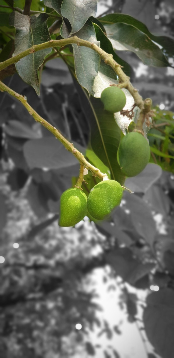 Mango