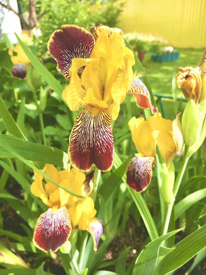 flowers