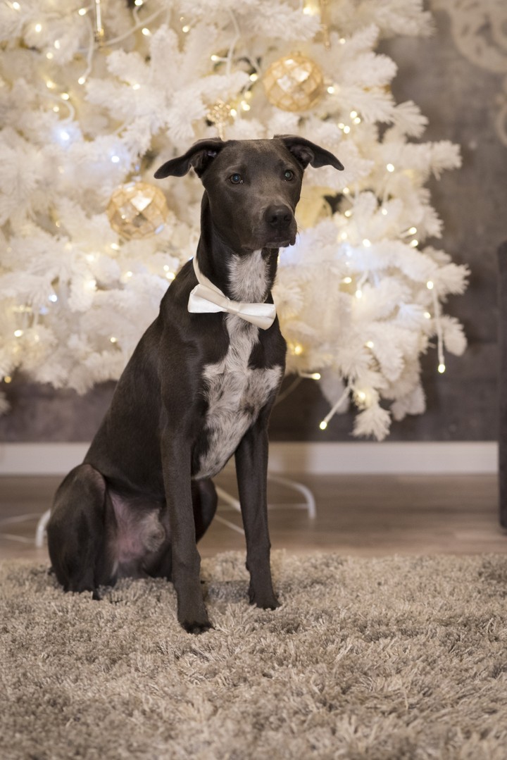 Edgar's Christmas