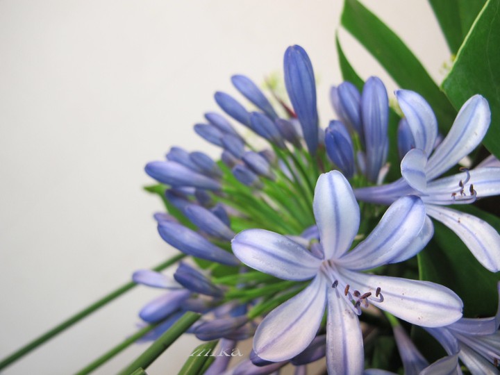 《百子蓮》African Lily