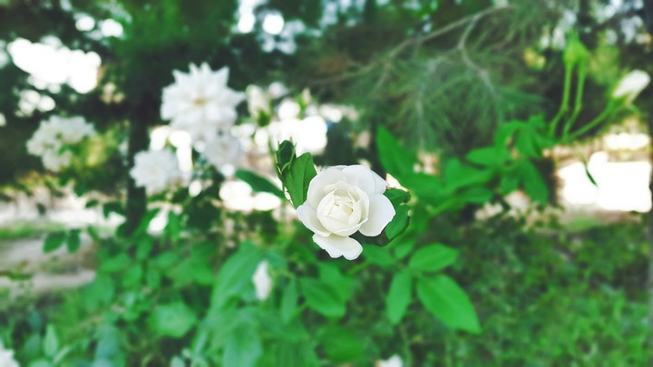 Flower
