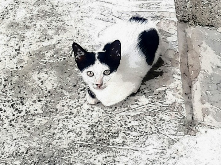 Junior