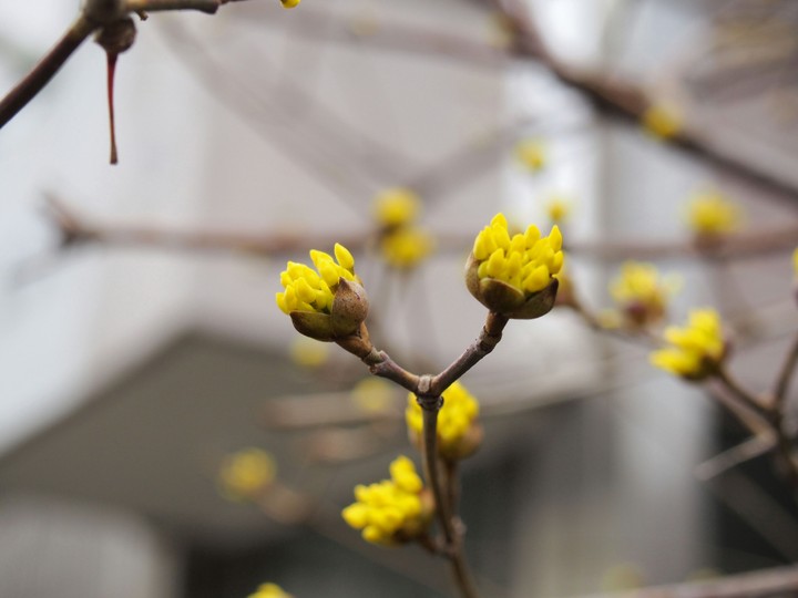 flower,  blossom