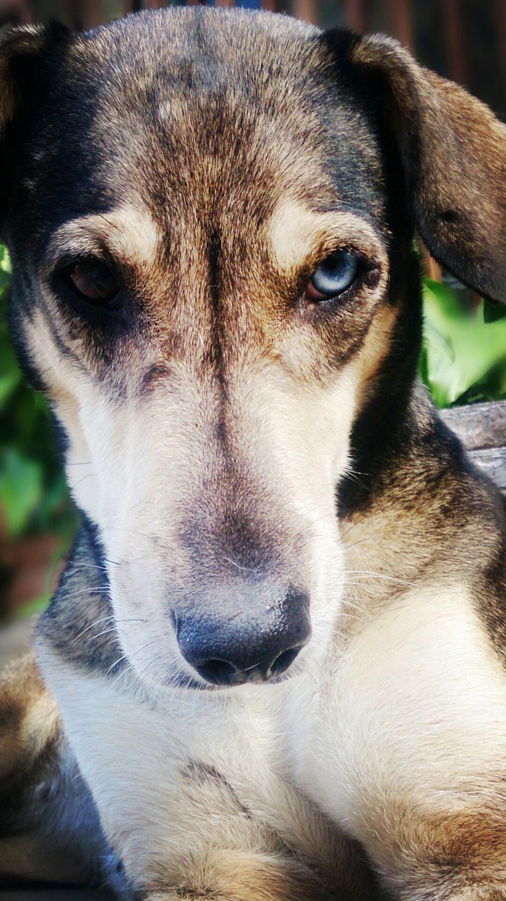 BRANDY