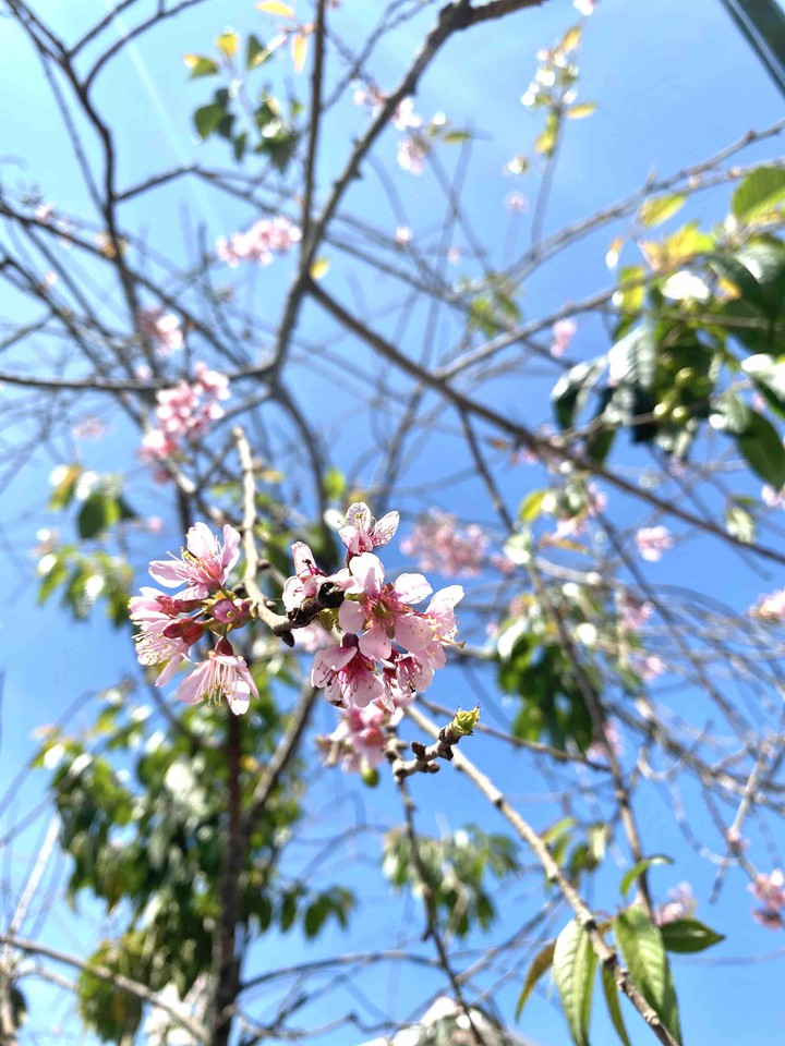 peach blossoms in VietNam