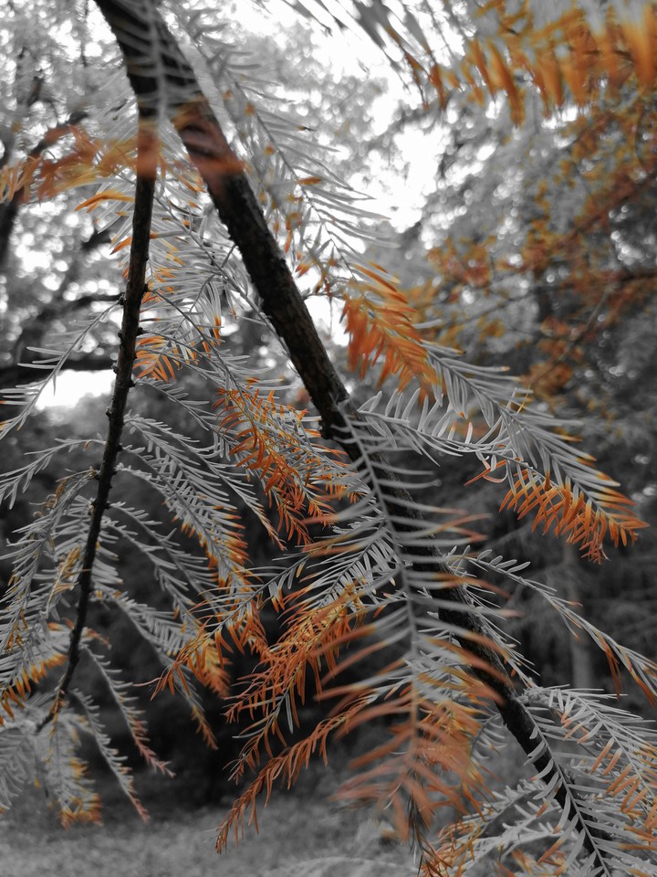 Autumn