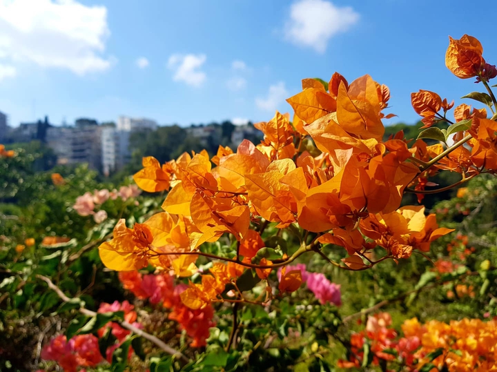 Flowers