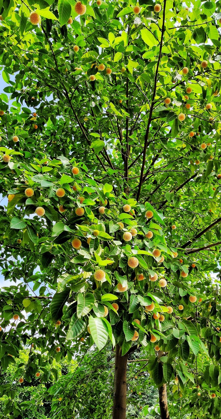 burflower tree