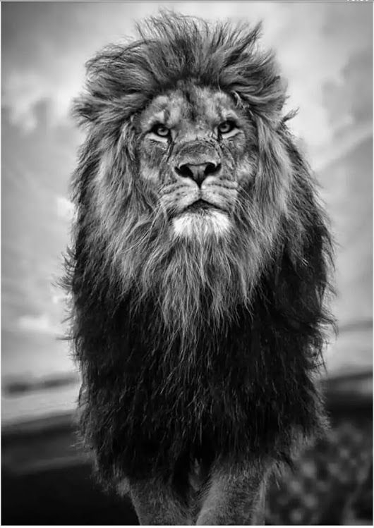 lion