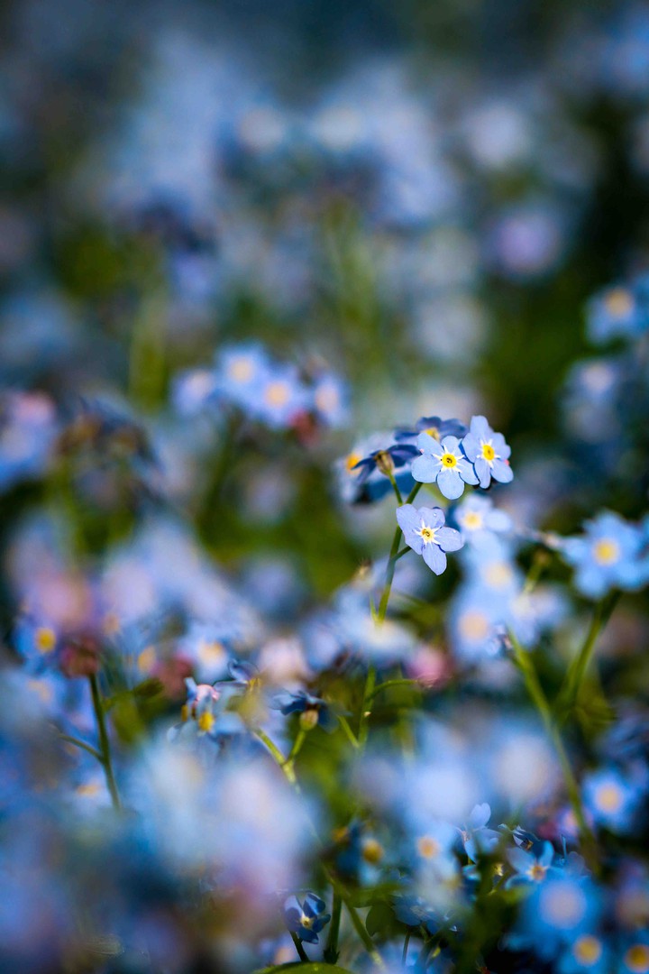 Myosotis Незабудка