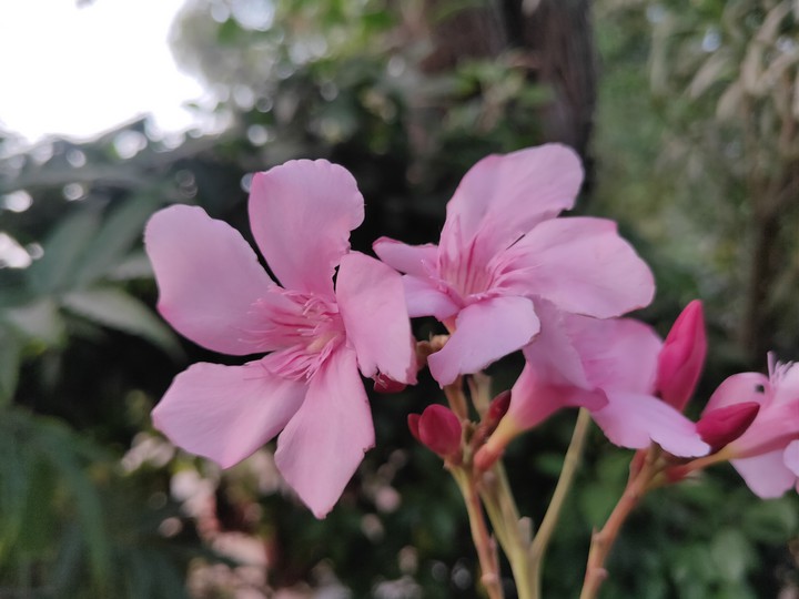 pink magic