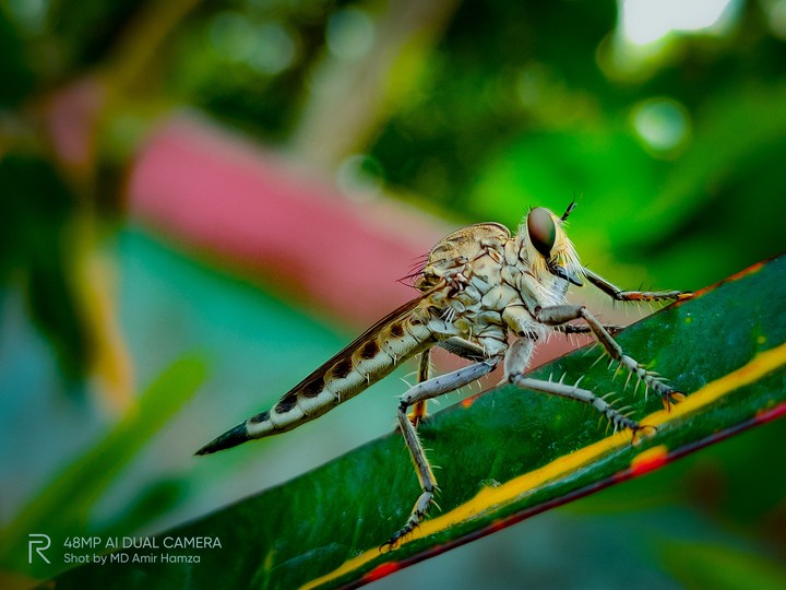 big fly