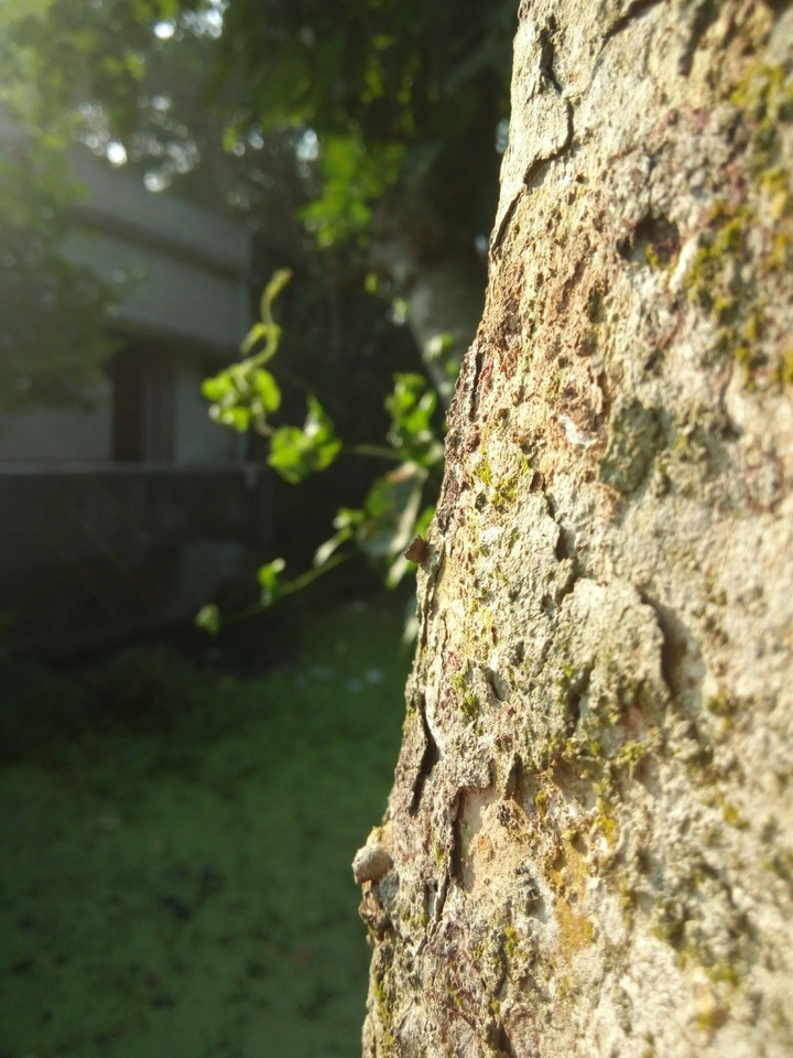 beautiful picture of tree