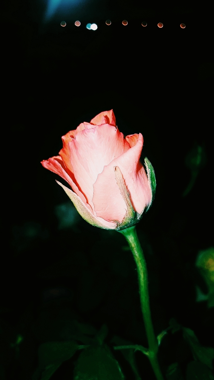 rose