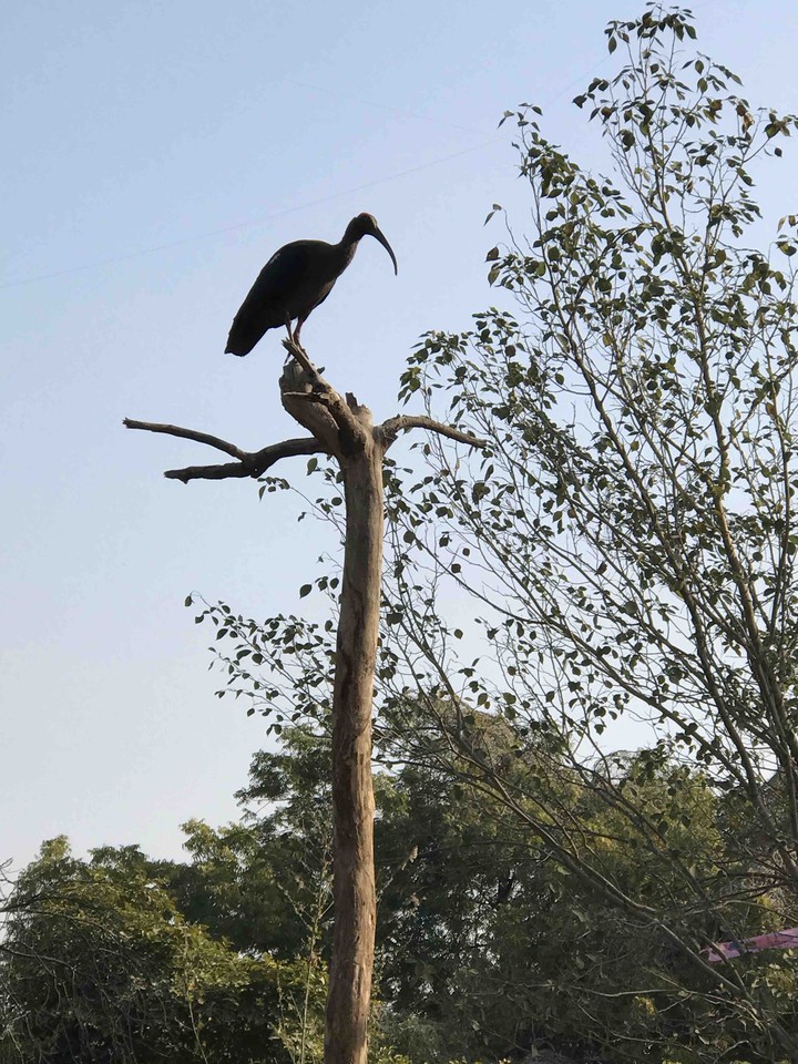 The bird and trees