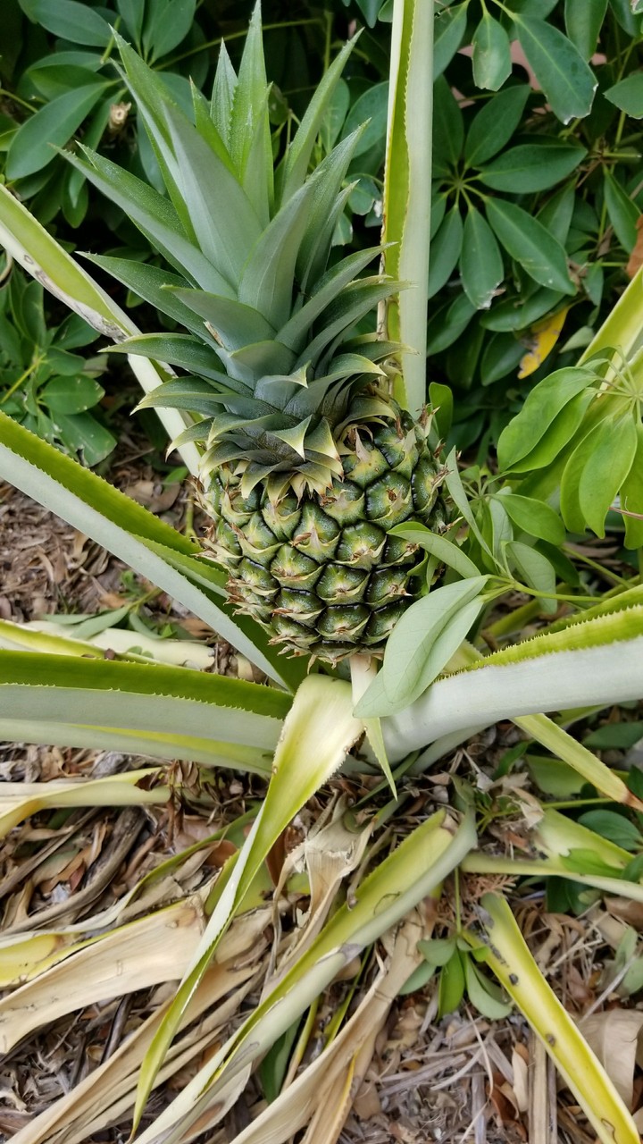 Treasure Island Pineapple