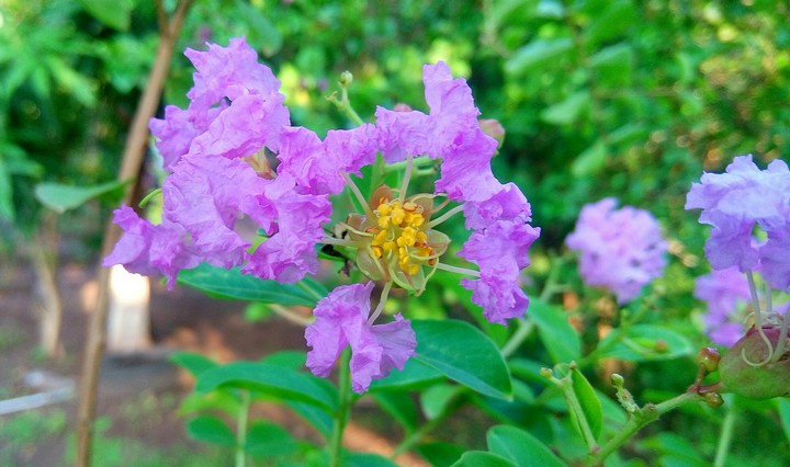FLORES MORADAS