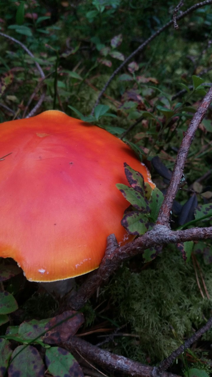 Orange mushroom