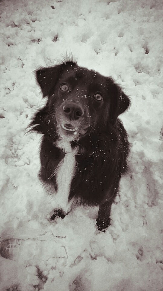 Dog