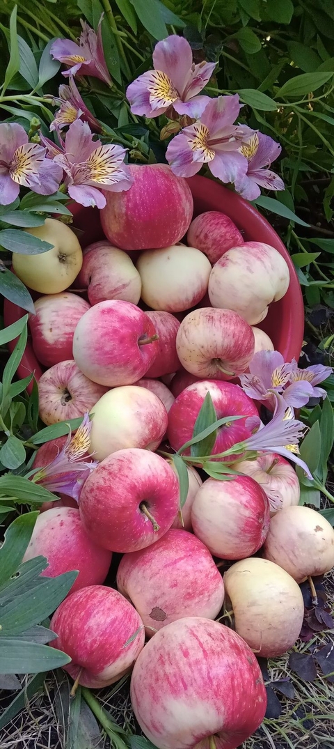 papéis de parede pink, produce