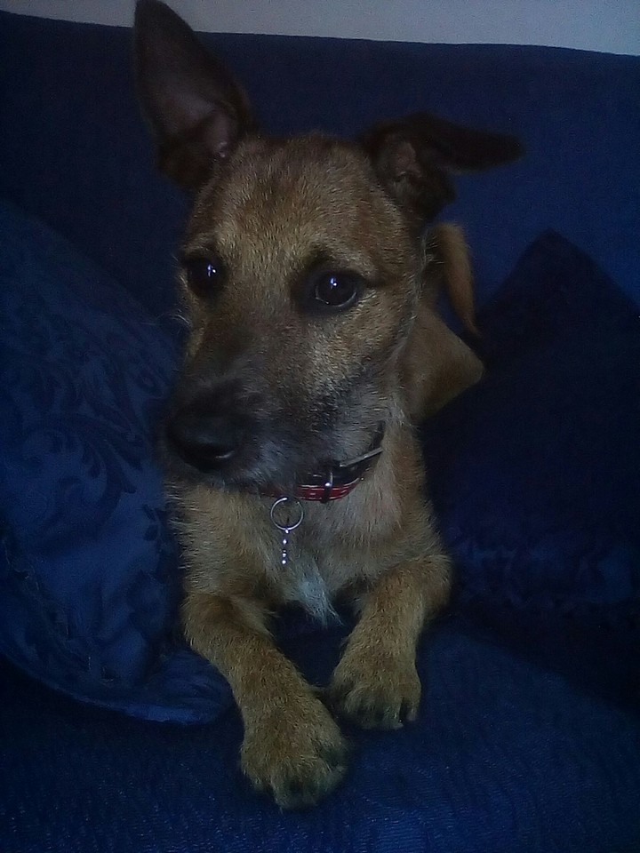 My dog