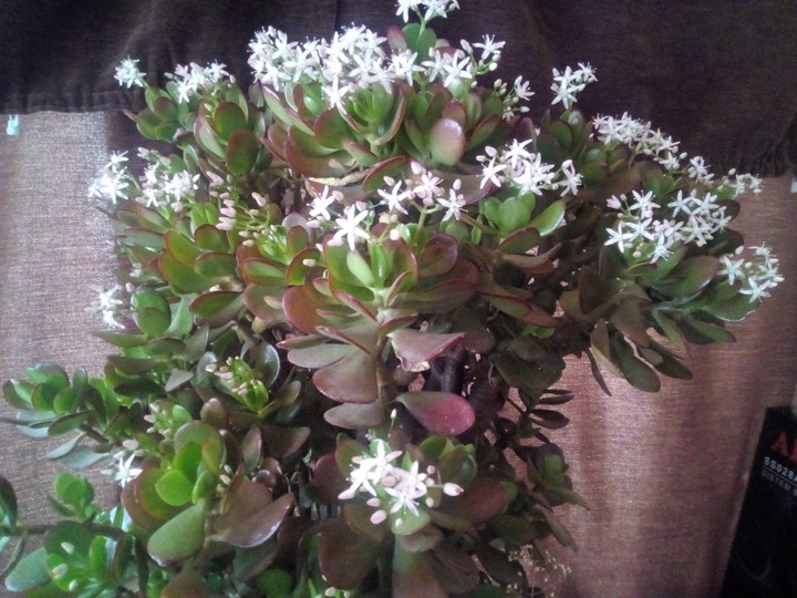 jade tree