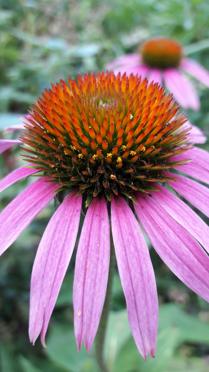 Echinacea