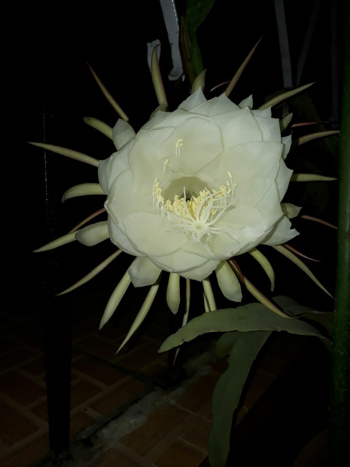 bramhakamal