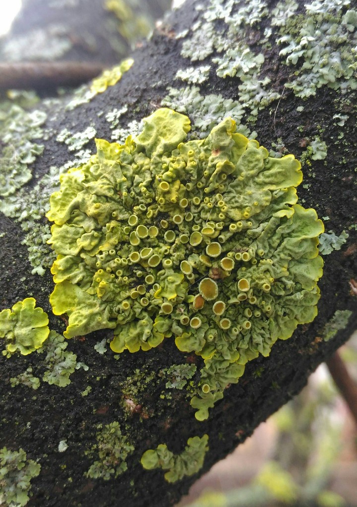 Lichen