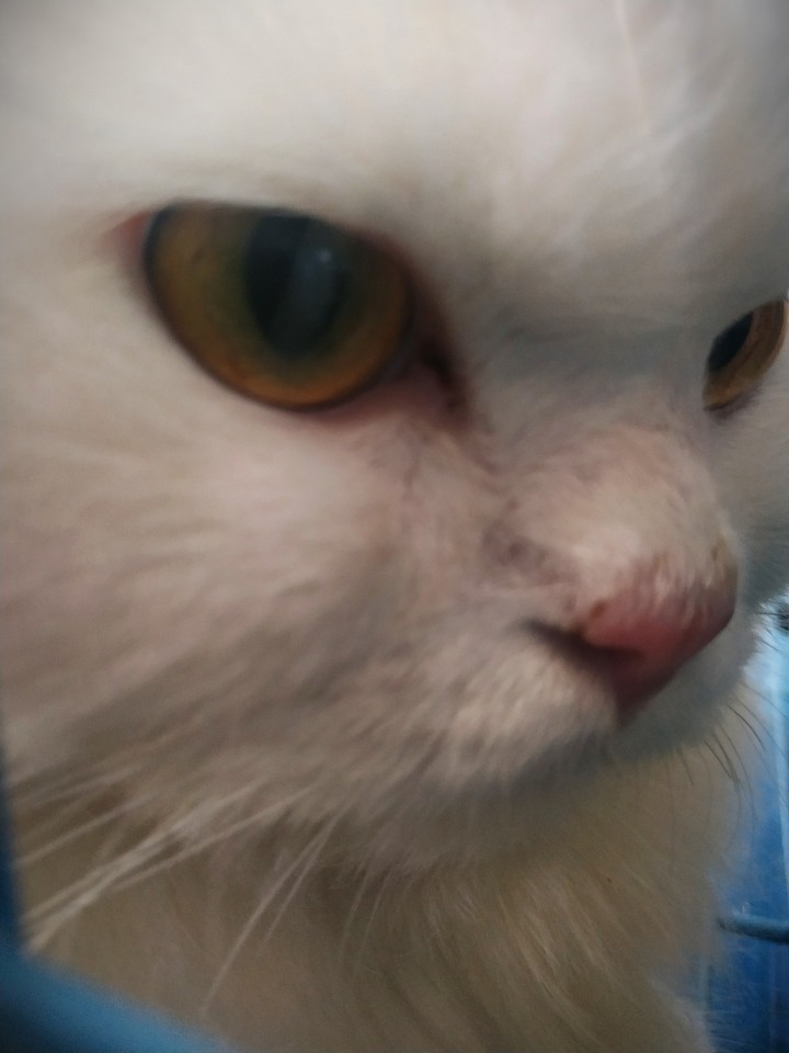 cat eye